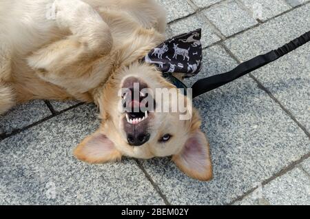 Breslau, Polen - 8. September 2019: Hundeparade Hau sind Sie? Aufgeregt reinrassige goldene Retriever Hund auf der Straße liegend und lächelnd glücklich. Nahaufnahme Stockfoto