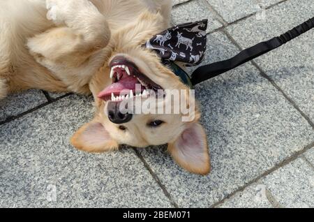 Breslau, Polen - 8. September 2019: Hundeparade Hau sind Sie? Aufgeregt reinrassige goldene Retriever Hund auf der Straße liegend und lächelnd glücklich. Nahaufnahme Stockfoto