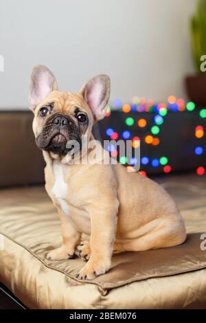 Französische Bulldogge auf Couch sitzend und die Kamera betrachend. Lustige neugierige Hund umgeben von verschwommenen Weihnachtsbeleuchtung auf Hintergrund. Stockfoto