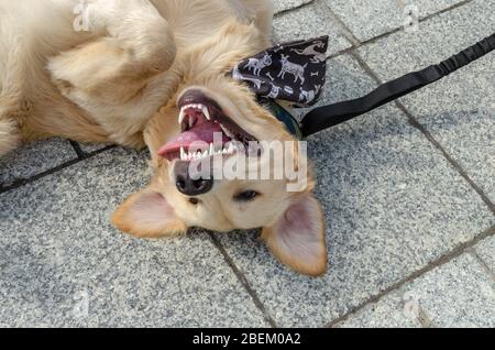 Breslau, Polen - 8. September 2019: Hundeparade Hau sind Sie? Aufgeregt reinrassige goldene Retriever Hund auf der Straße liegend und lächelnd glücklich. Nahaufnahme Stockfoto