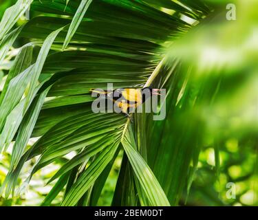 Der indische Goldoriol (Oriolus kundoo) ist eine Art Oriole, die auf dem indischen Subkontinent und Zentralasien gefunden wird. Stockfoto