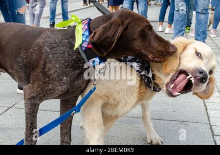 Breslau, Polen - 8. September 2019: Hundeparade Hau sind Sie? Yellow labrador Retriever spielt mit Deutsch Kurzhaar-Pointer. Stockfoto
