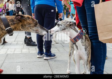 Breslau, Polen - 8. September 2019: Hundeparade Hau sind Sie? Erstes Treffen oder Einführung zwischen zwei Hunden. Erster Kontakt zwischen zwei Windhundhunden. Stockfoto