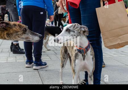 Breslau, Polen - 8. September 2019: Hundeparade Hau sind Sie? Erstes Treffen oder Einführung zwischen zwei Hunden. Erster Kontakt zwischen zwei Windhundhunden. Stockfoto