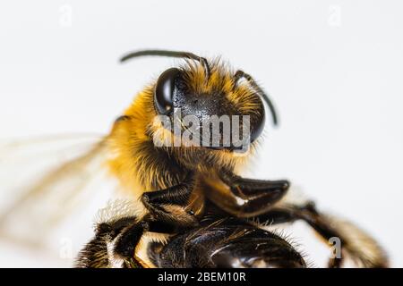 Minibeast: Eine rote Maurerbiene, Osmia bicornis, Makro mit Nahaufnahme des Kopfes, der Antennen und des zusammengesetzten Auges, Surrey, England Stockfoto