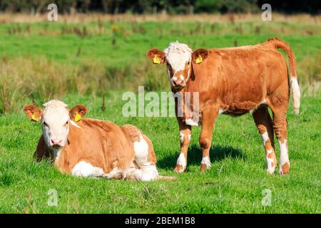 Zwei junge Ayrshire-Kalfe stehen auf einer schottischen Wiese Stockfoto