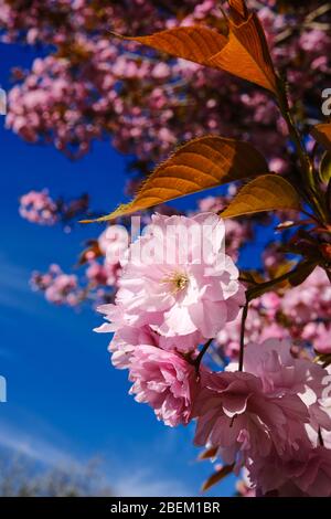 Rosafarbene Blüte auf einem Baum vor einem tiefblauen Himmel in Saltaire, West Yorkshire. VEREINIGTES KÖNIGREICH Stockfoto