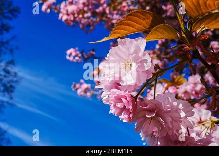 Rosafarbene Blüte auf einem Baum vor einem tiefblauen Himmel in Saltaire, West Yorkshire. VEREINIGTES KÖNIGREICH Stockfoto