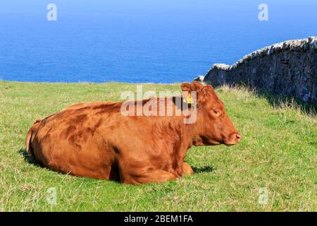 Angus Cow ruht auf Ackerland an der Mull of Galloway Scotland mit Luce Bay im Hintergrund Stockfoto