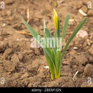 Gelbe Narzissen mit Blütenknospen im Frühjahr Stockfoto