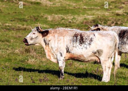 Sonnenbeschienene seltene Rasse Longhorn braune und weiße Kuh auf einer englischen Wiese Stockfoto