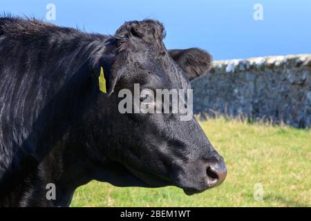 Nahaufnahme eines schwarzen Angus-Kuhkopfes Stockfoto