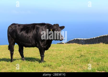 Angus Cow steht auf einer Wiese an der Mull of Galloway Scotland mit Luce Bay im Hintergrund Stockfoto