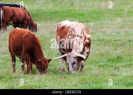 Seltene Rasse Longhorn Kuh grasen mit jungen braunen Kalb in einer englischen Wiese Stockfoto