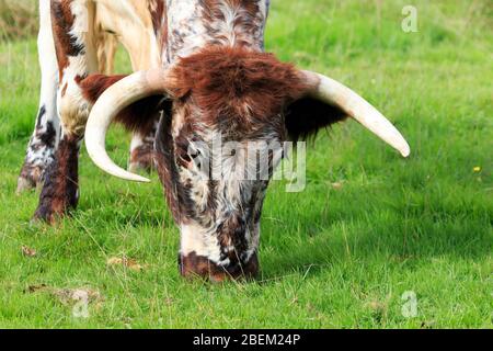 Nahaufnahme auf dem Kopf einer seltenen Rasse Longhorn Kuh Weidewirtschaft Stockfoto