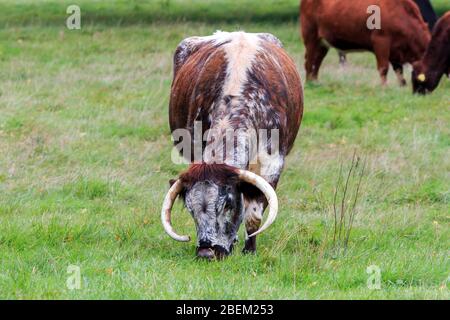 Nahaufnahme auf dem Kopf einer seltenen Rasse Longhorn Kuh Weidewirtschaft Stockfoto