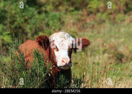 Sonnenbeschienene Kopf von Portaita Weiße, braune Kuh stand an einem kleinen Busch im Sottish Highlands Stockfoto