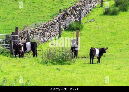 Vier Galloway-Kälber mit Gürtel auf einer sonnenbeschienenen schottischen Wiese Stockfoto