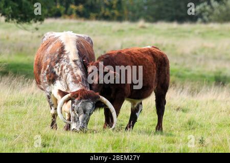 Seltene Rasse Longhorn Kuh grasen mit jungen braunen Kalb in einer englischen Wiese Stockfoto