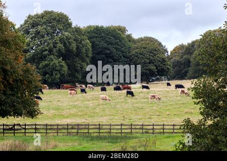 Seltene Rasse Longhorn Kühe grasen in einer englischen Wiese Stockfoto
