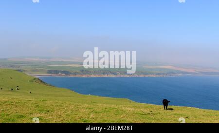 Angus Cow grast auf Ackerland an der Mull of Galloway Scotland mit Luce Bay im Hintergrund Stockfoto