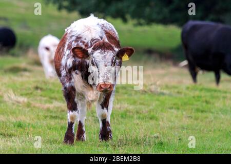 Junge Rare Rasse Longhorn Kuh in einer englischen Wiese Stockfoto