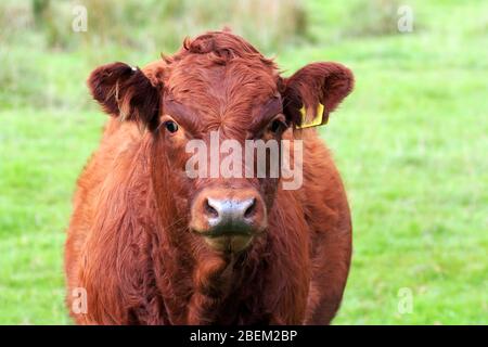 Nahaufnahme auf dem Kopf einer braunen jungen seltenen Rasse Longhorn Kuh mit offenem Mund Stockfoto