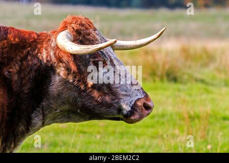 Nahaufnahme des Kopfes der Rare Breed Longhorn Cow Stockfoto