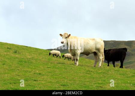 Einzelne Weißdornkuh auf einer schottischen Hügelseite Stockfoto