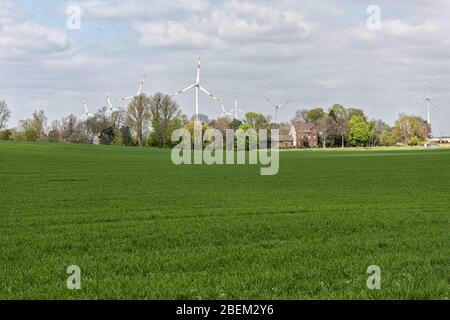 Tulpenfeld, Europa, Deutschland, Nordrhein-Westfalen, Grevenbroich Stockfoto