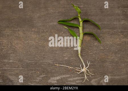 Orchidee dendrobium nobile auf Holzhintergrund ohne Substrat Stockfoto