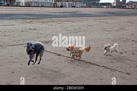 Portobello, Edinburgh, Schottland, Großbritannien. April 2020. Eine trübe, trübe Szene an der sehr ruhigen Küste wegen der Coronavirus Lockdown, Mit meist Hundewanderer.Pictured Devo der Hund versucht, körperliche soziale Distanz zu halten, während er von zwei Spielkameraden gejagt wird, während er am Strand auf seinen Besitzer wartet, der ein Bad im Firth of Forth nimmt. Quelle: Arch White/Alamy Live News. Stockfoto