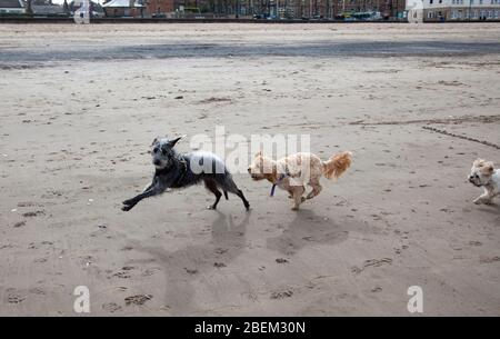 Portobello, Edinburgh, Schottland, Großbritannien. April 2020. Eine trübe, trübe Szene an der sehr ruhigen Küste wegen der Coronavirus Lockdown, Mit meist Hundewanderer.Pictured Devo der Hund versucht, körperliche soziale Distanz zu halten, während er von zwei Spielkameraden gejagt wird, während er am Strand auf seinen Besitzer wartet, der ein Bad im Firth of Forth nimmt. Quelle: Arch White/Alamy Live News. Stockfoto