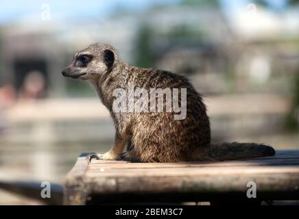 Nahaufnahme eines Erdmännchen im Wingham Wildlife Park, Kent Stockfoto