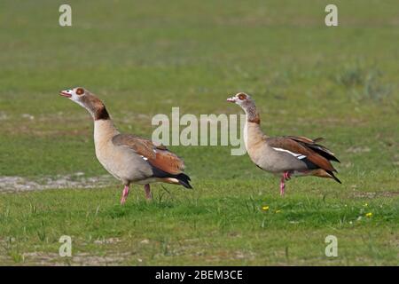 Ägyptische Gans (Alopochen aegyptiaca / Anas aegyptiaca) Paar im Grasland, beheimatet in Afrika südlich der Sahara und dem Niltal Stockfoto