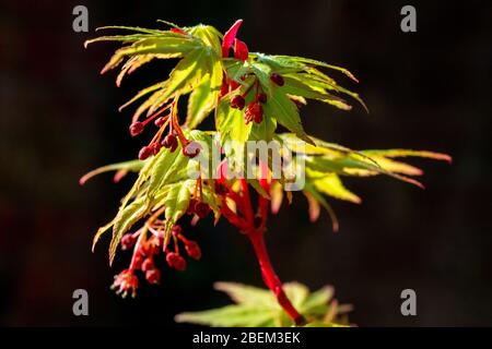 Acer palmatum Katsura (japanischer Ahorn) mit leuchtend grünen Frühlingsblättern und roten Stielen und Knospen Stockfoto