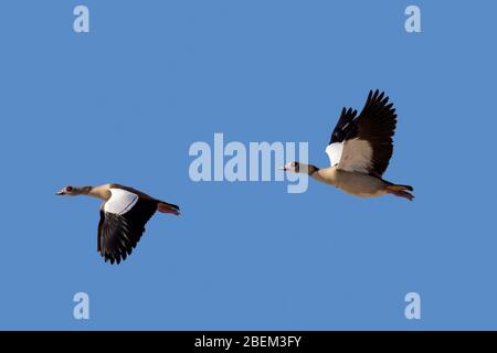 Zwei ägyptische Gänse (Alopochen aegyptiaca / Anas aegyptiaca) im Flug gegen blauen Himmel, beheimatet in Afrika südlich der Sahara und dem Niltal Stockfoto