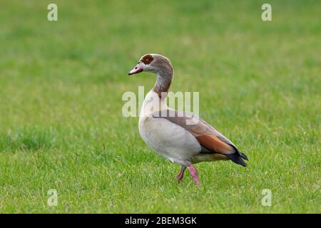 Ägyptische Gans (Alopochen aegyptiaca / Anas aegyptiaca) auf Grasland, beheimatet in Afrika südlich der Sahara und dem Niltal Stockfoto