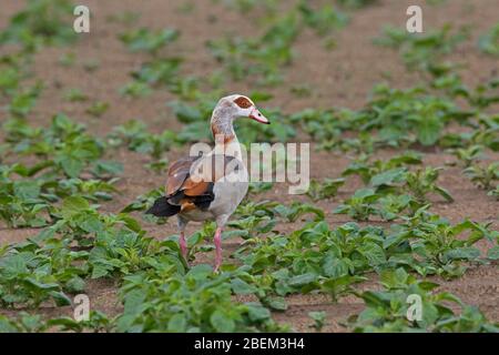 Ägyptische Gans (Alopochen aegyptiaca / Anas aegyptiaca) auf Feldsuche, die in Afrika südlich der Sahara und dem Niltal beheimatet ist Stockfoto