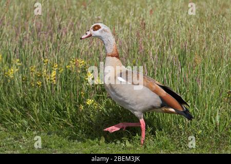 Ägyptische Gans (Alopochen aegyptiaca / Anas aegyptiaca) auf Wiesenfutterschaft, beheimatet in Afrika südlich der Sahara und des Niltals Stockfoto