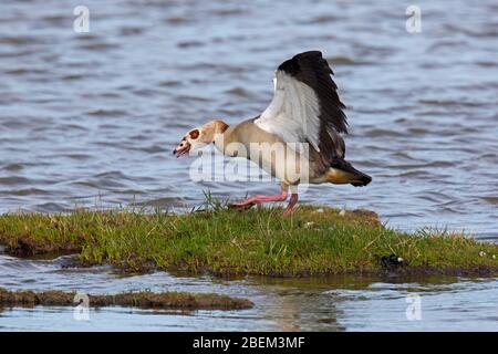 Ägyptische Gans (Alopochen aegyptiaca / Anas aegyptiaca) in Feuchtgebieten, die südlich der Sahara und im Niltal in Afrika beheimatet sind Stockfoto