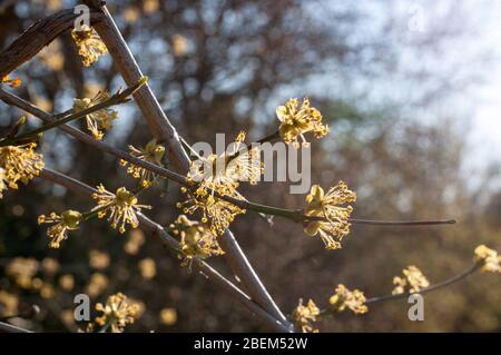 Blüten einer Kornelkirsche oder Kornblumen im Abendlicht Stockfoto