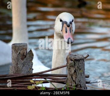 Nahaufnahme eines Schwanenkopfes, der über einige Äste blickt, ein schöner Schwan, der auf einem See oder Teich schwimmt, der für ein Porträt posiert, weiße Schwäne sind unglaublich Stockfoto