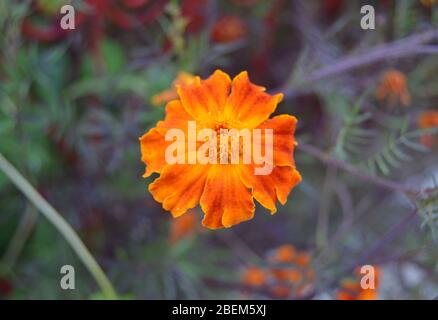 Nahaufnahme von Tagetes Patula oder französischer Ringelblume, einer schönen orangefarbenen Blume mit bunten Blütenblättern, Buokeh oder verschwommenem Hintergrund Stockfoto