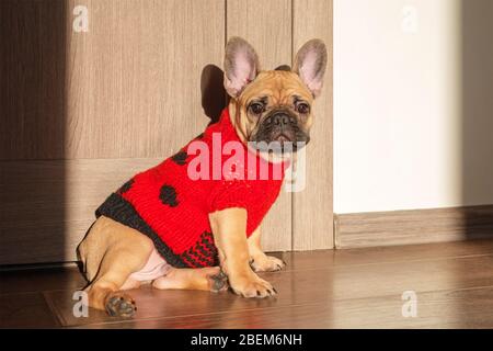 Lustige französische Bulldogge in gestrickten Pullover zu Hause warten auf seinen Besitzer gekleidet. Hund bereit zum Ausgehen. Hundekleidung, Mode Stockfoto