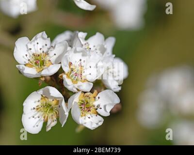 Blühende Nashi Birne, Pyrus pyrifolia, im Frühjahr Stockfoto