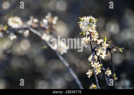 Schwarzdorn zart weiß hell Frühling Blüten blühen mit dunklen Kontrast Bokeh verschwommenen Hintergrund. Sonniges Licht natürliche Blüte Makro Nahaufnahme Laub Wal Stockfoto