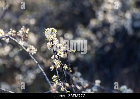 Schwarzdorn zart weiß hell Frühling Blüten blühen mit dunklen Kontrast Bokeh verschwommenen Hintergrund. Sonniges Licht natürliche Blüte Makro Nahaufnahme Laub Wal Stockfoto