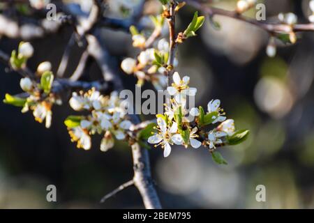 Schwarzdorn zart weiß hell Frühling Blüten blühen mit dunklen Kontrast Bokeh verschwommenen Hintergrund. Sonniges Licht natürliche Blüte Makro Nahaufnahme Laub Wal Stockfoto