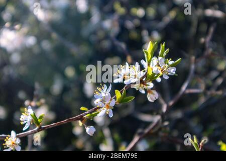 Schwarzdorn zart weiß hell Frühling Blüten blühen mit dunklen Bokeh verschwommenen Hintergrund. Sonnenschein Licht natürliche Blüte Makro close-up Laub Tapete Stockfoto